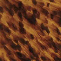 Tortoise-Brown